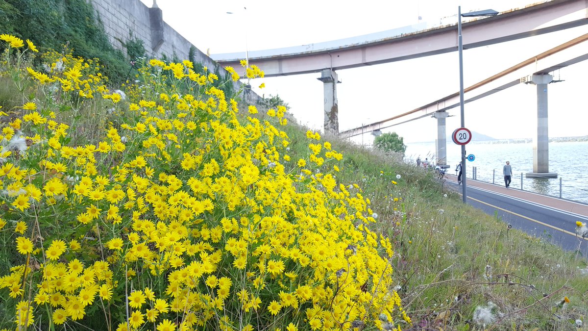 한강에 핀 감국