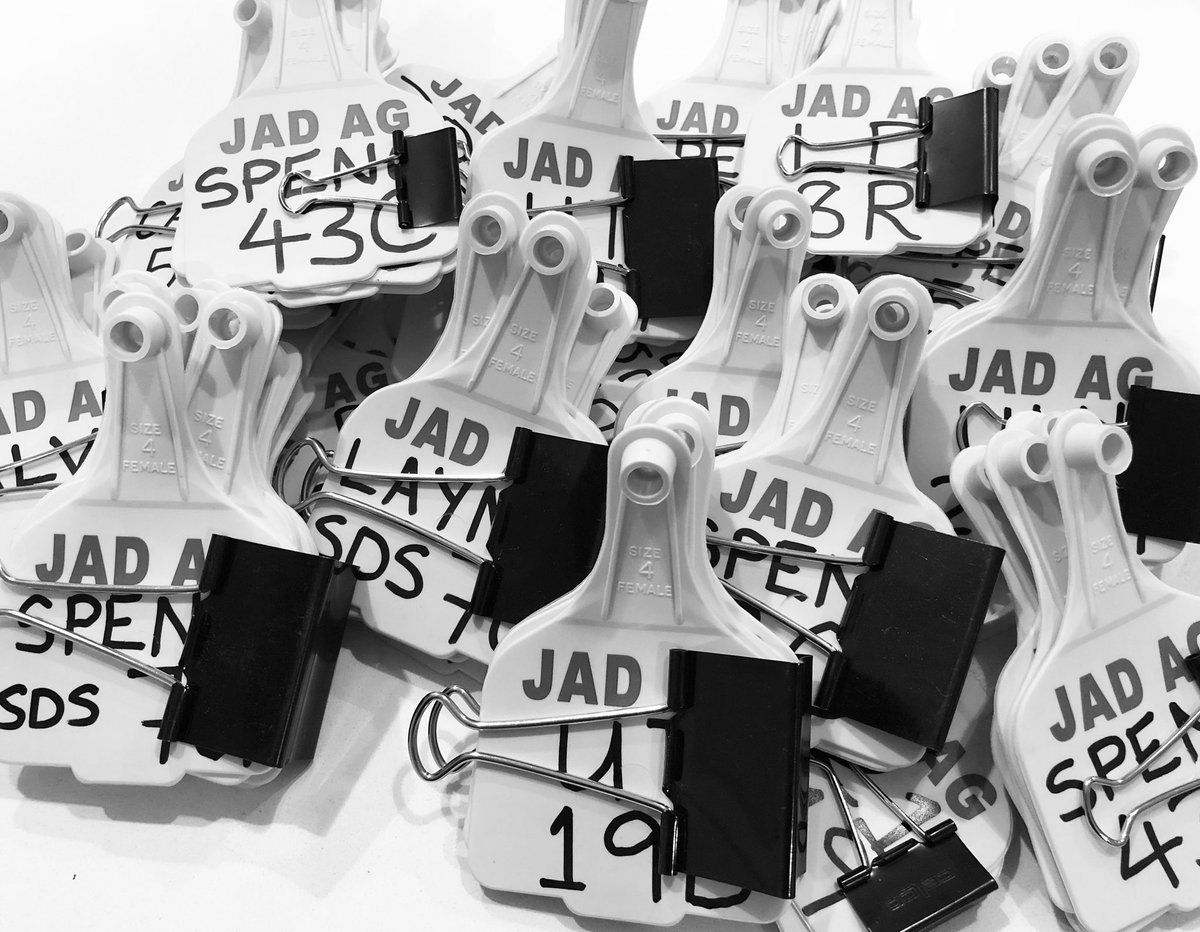 JADagriculture's tweet photo. Ear tags with sire/dam combos are all written out ahead of Tuesdayโs ET day with #CedWise! Mostly Canadian #SpecklePark embryos. #agchatoz https://t.co/M34eSz2ByK