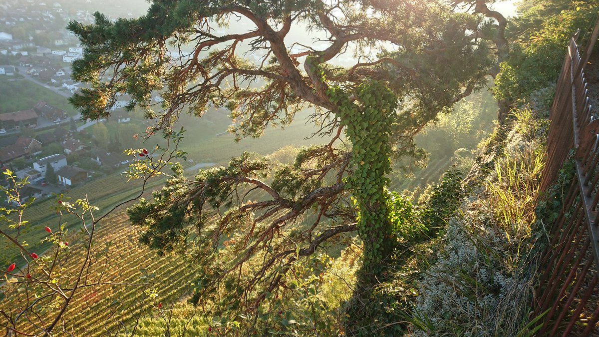 Auf dem #steinigtisch #buechberg #thal #switzerland #rheintal #nature #wine #weinbau