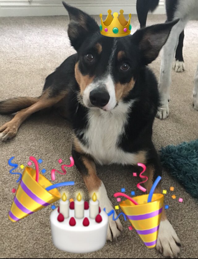 layoney's tweet photo. 2 years old today - Jackson ‘Jeffrey’ Jackson #bordercollie #rescuedog xx https://t.co/xKydDEdUnC