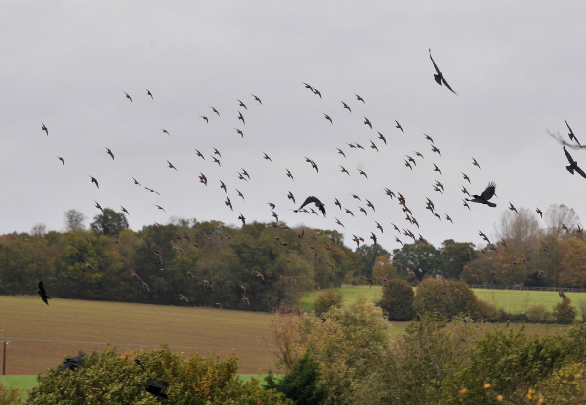 countrymousie's tweet photo. Managed an hour on the lawn mower .. attracting birds after grubs etc.. #hugeflocks #suffolk @Natures_Voice #preppingforwinter https://t.co/Xn6bIPJWkg