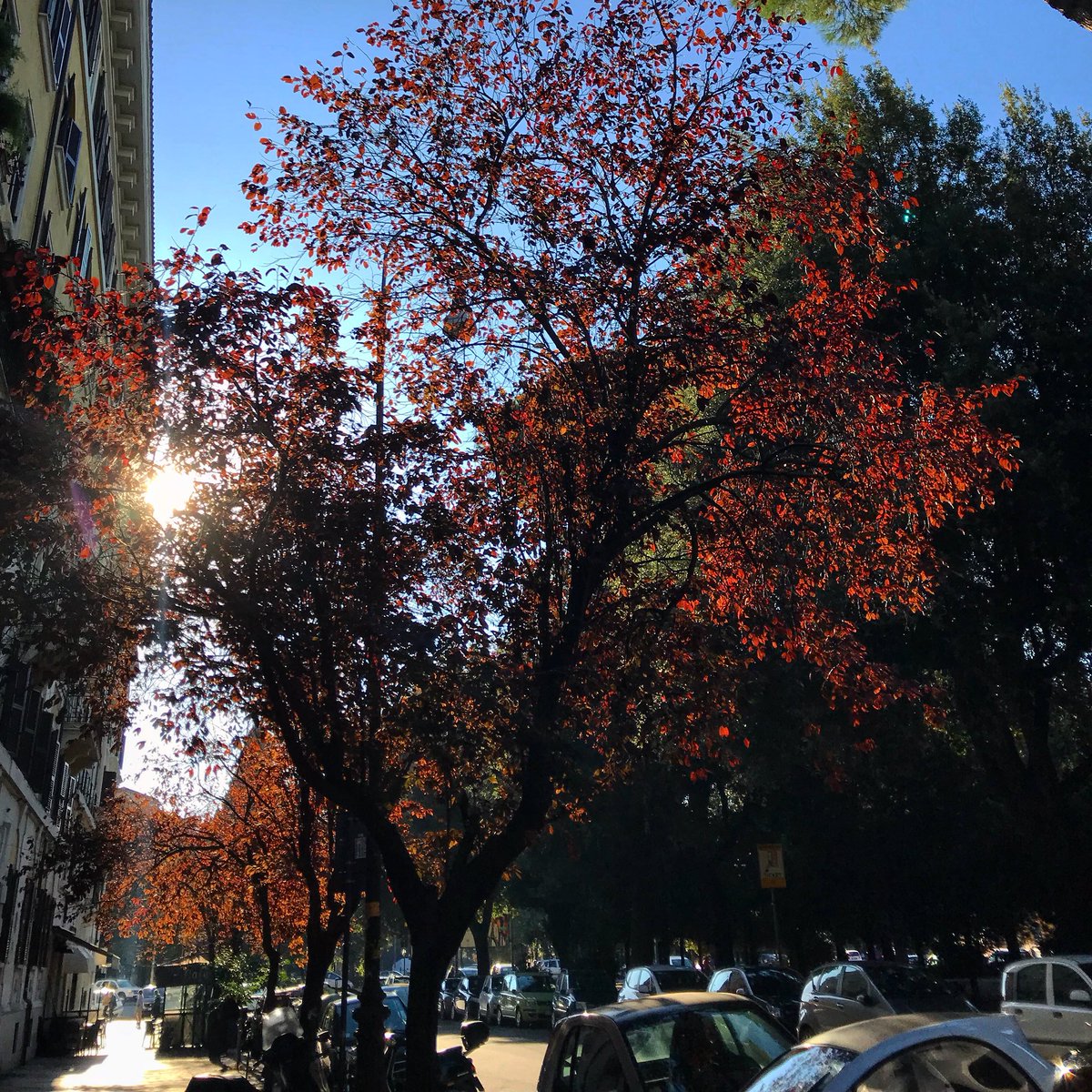 meyanderings's tweet photo. It’s that time of year when Rome turns golden 🍃🍂 #autumn #walkablerome #romeingaround #nature #beauty #travelblog #mydailyrome https://t.co/DvA1lP50D4
