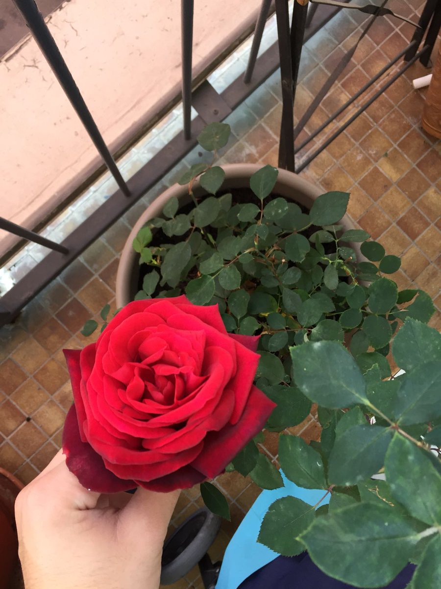 efingbv's tweet photo. Les rosiers ont bien pris terre et voici le résultat, j'suis giga fier de vous présenter une fleur d'un rosier "Edith Piaf" : https://t.co/fvwQImO33r