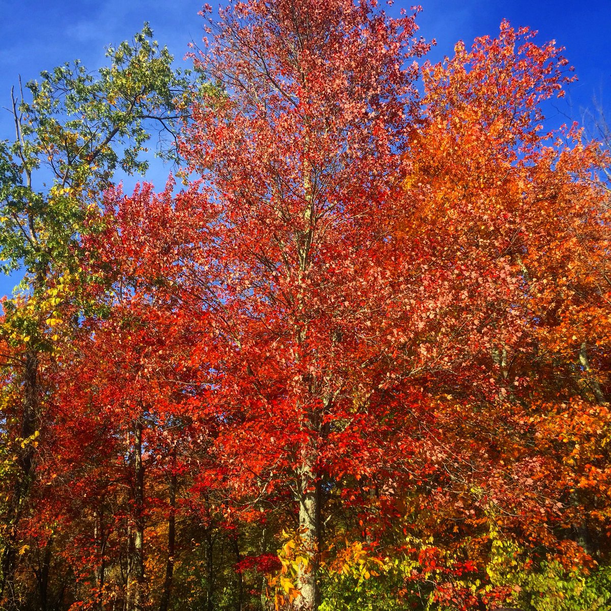 SrtaTesta's tweet photo. @MsClifford3 This beautiful fall foliage photo #1 is for you! https://t.co/IifMO7OtXm