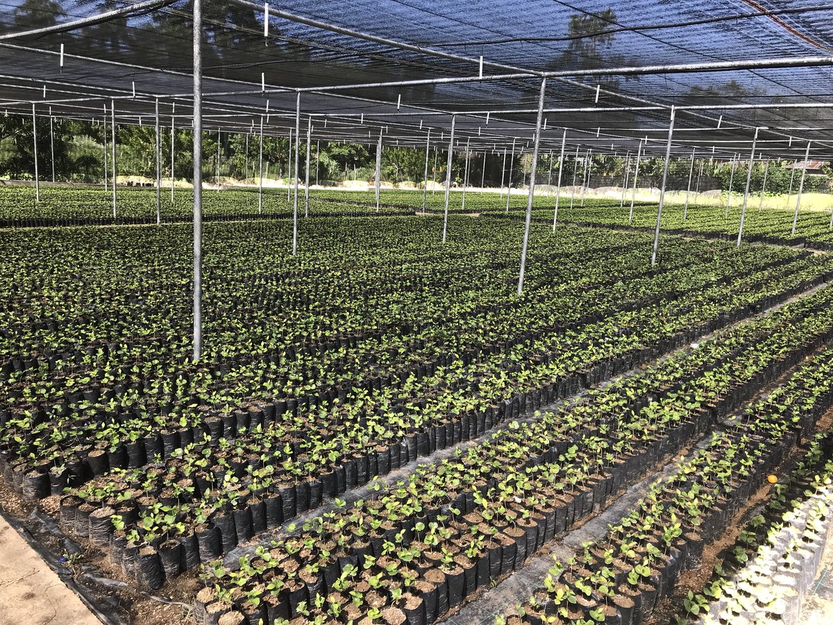 GobiernoDanilo's tweet photo. Amplían viveros para #ReforestemosQuisqueya. También se construye hospital, puente y estancia infantil. Todo inició con #VisitasSorpresa. https://t.co/Vz7tSovN7u