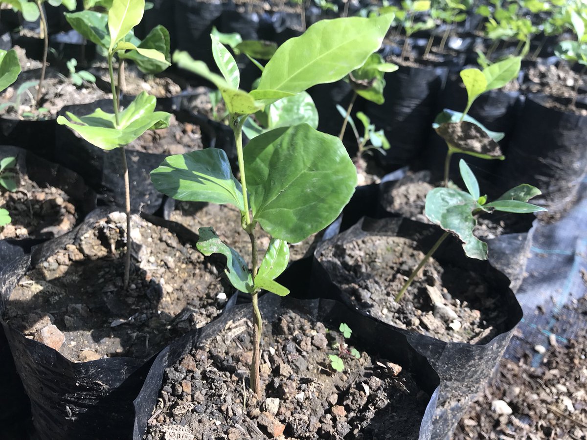 GobiernoDanilo's tweet photo. Amplían viveros para #ReforestemosQuisqueya. También se construye hospital, puente y estancia infantil. Todo inició con #VisitasSorpresa. https://t.co/Vz7tSovN7u