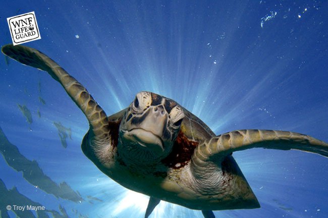 #weetje In het schild van een schildpad zitten ook zenuwen en bloedvaten. Dus als je er en aait over zijn schild, dan voelt hij dat gewoon!