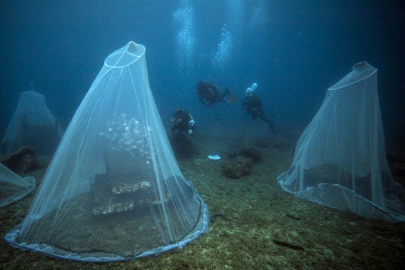 Kenerine1's tweet photo. Insolite : des #nurseries sous l’eau pour #repeupler la #mer
@Fexter_2 via https://t.co/h3cGzYnAjr
#Ecologie #Lifestyle #Nature https://t.co/xv4ul6u6kJ