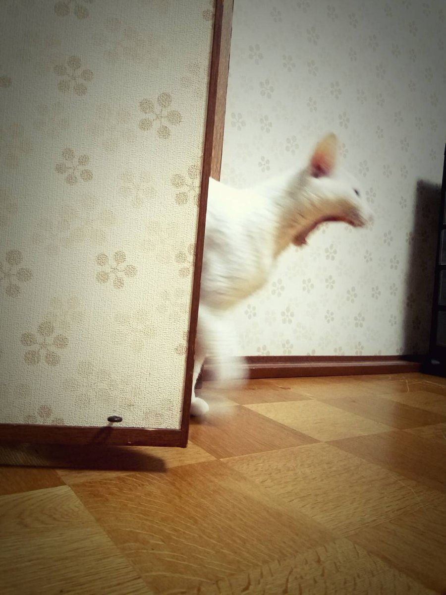 厳選 1000いいね以上 ねこの写真ヘタクソ選手権 まとめ Togetter 厳選 1000いいね以上 ねこの写真ヘタクソ選手権 まとめ Togetter