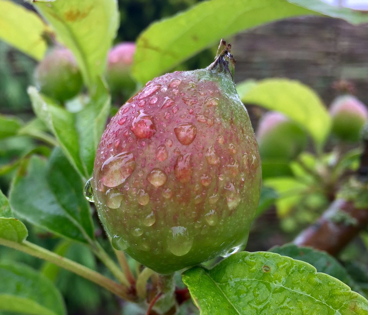 tillieandtom's tweet photo. @GWandShows @TheMontyDon @montysdognigel @montysdognellie I picked the baby apples off my little apple tree in July. They haven't grown back yet. Woopsadaisy. 🐾❤️🍏🍎 https://t.co/g0deeo7tbx