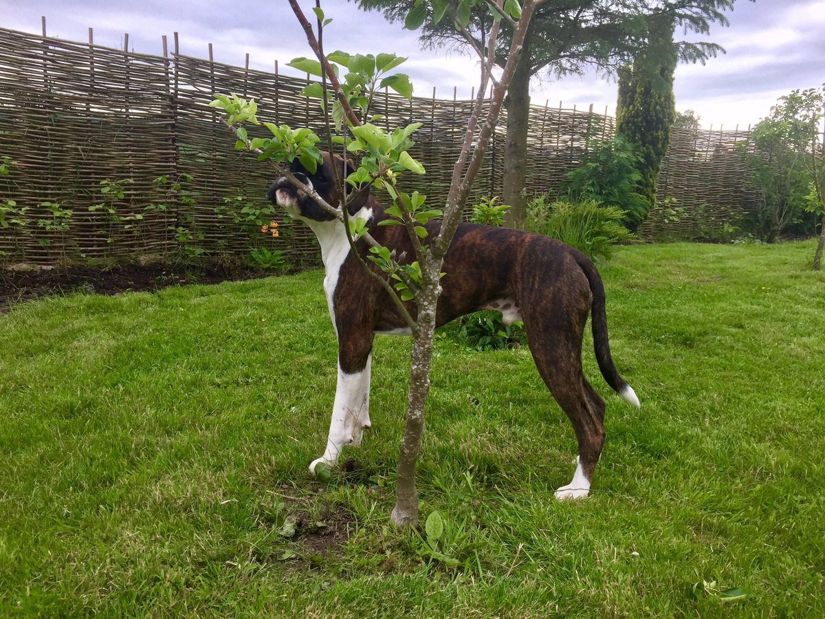 tillieandtom's tweet photo. @GWandShows @TheMontyDon @montysdognigel @montysdognellie I picked the baby apples off my little apple tree in July. They haven't grown back yet. Woopsadaisy. 🐾❤️🍏🍎 https://t.co/g0deeo7tbx