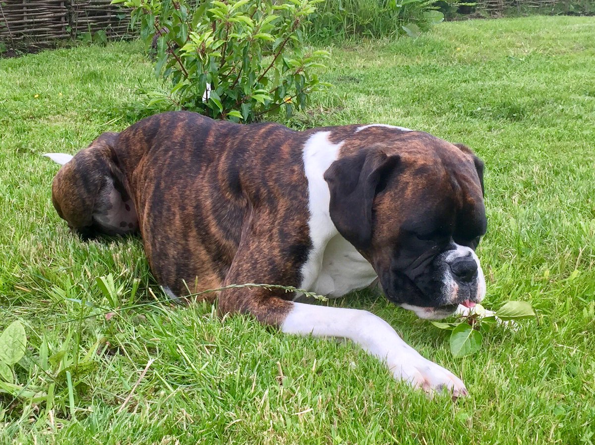 tillieandtom's tweet photo. @GWandShows @TheMontyDon @montysdognigel @montysdognellie I picked the baby apples off my little apple tree in July. They haven't grown back yet. Woopsadaisy. 🐾❤️🍏🍎 https://t.co/g0deeo7tbx