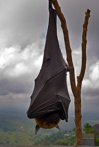 BatConservancy's tweet photo. All the Lubee staff and bats the morning after #batfest2017. If you need us before noon let me tell you now, not happening! https://t.co/0v9iQTLXxH