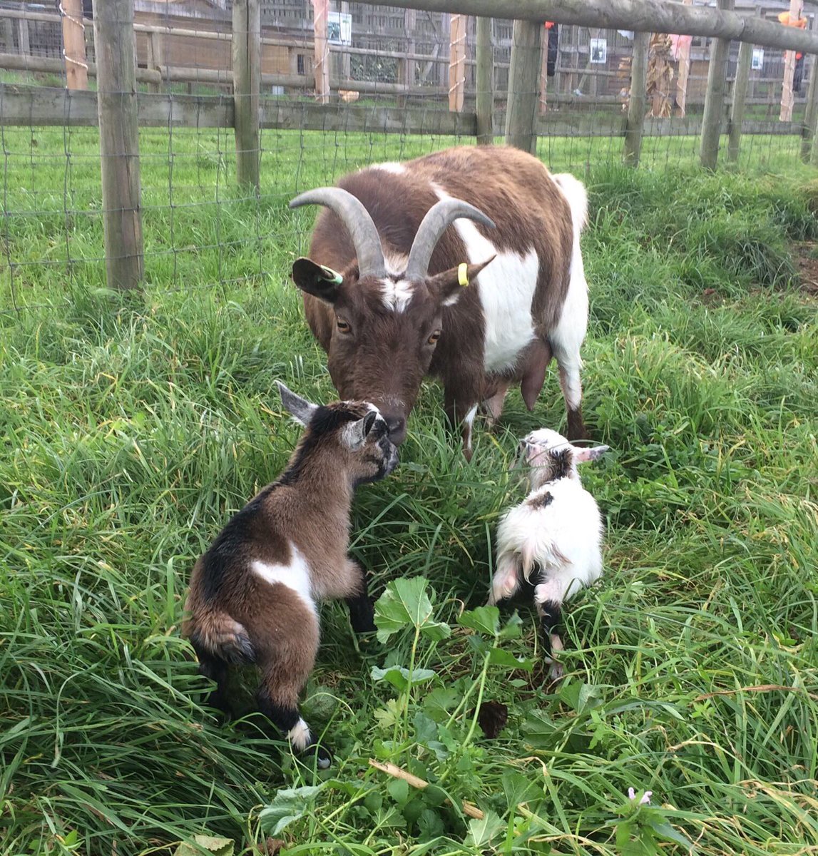 Willows_Farm's tweet photo. We have had new arrivals born today, twin Pygmy goat kids, a boy and a girl #farm #daysout #goatkidsofinstagram #herts #willowsfarmpics https://t.co/aUYBhH8LAR