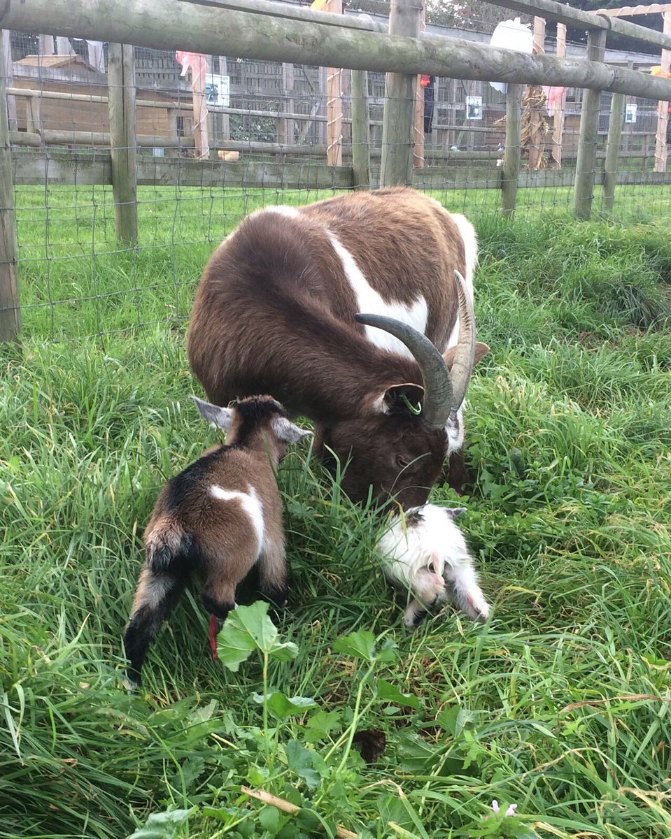 Willows_Farm's tweet photo. We have had new arrivals born today, twin Pygmy goat kids, a boy and a girl #farm #daysout #goatkidsofinstagram #herts #willowsfarmpics https://t.co/aUYBhH8LAR