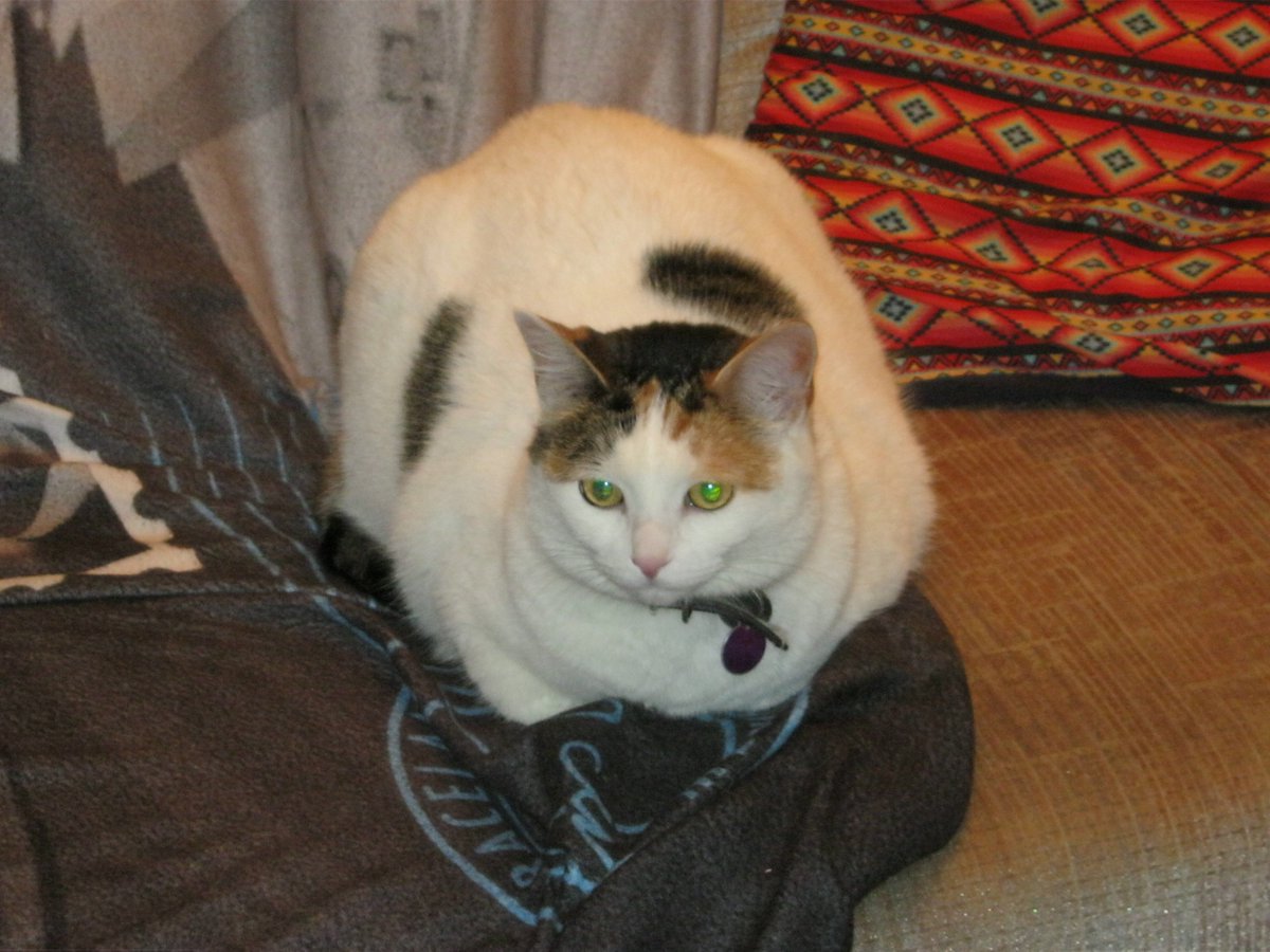 Cats In The House 4664 tweet media