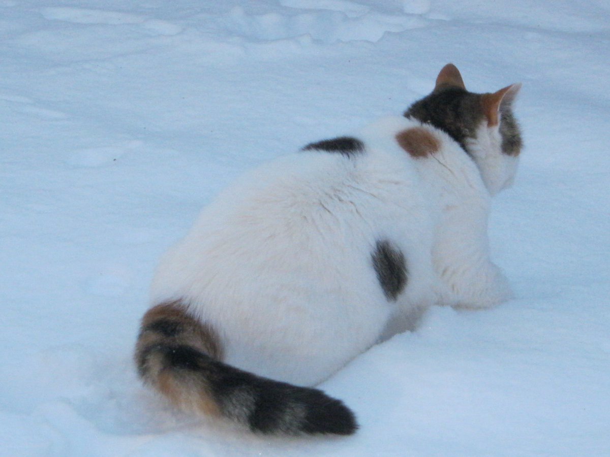 Cats In The House 4664 tweet media
