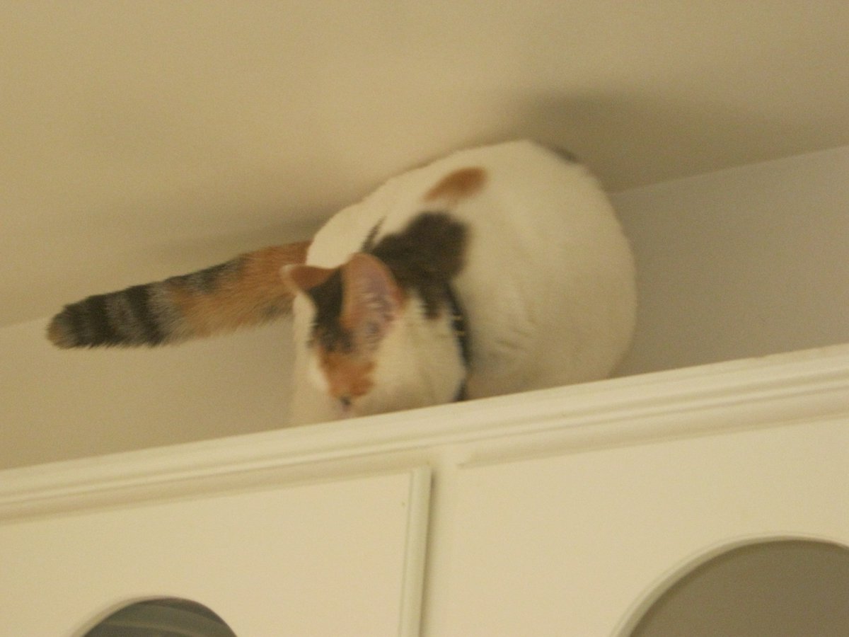Cats In The House 4664 tweet media