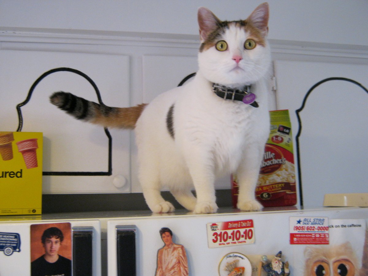 Cats In The House 4664 tweet media