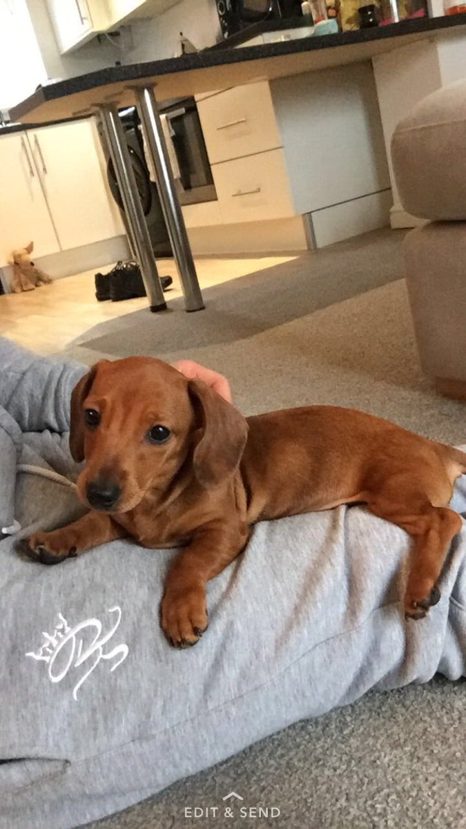 GrantSimpson25's tweet photo. Nothing helps a hangover like having the company of this little sausage dog https://t.co/dqXnH9f5oa