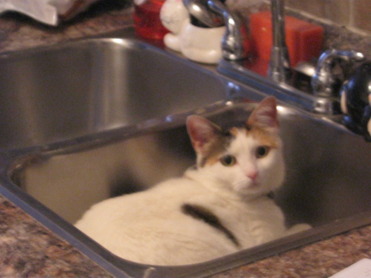 Cats In The House 4664 tweet media