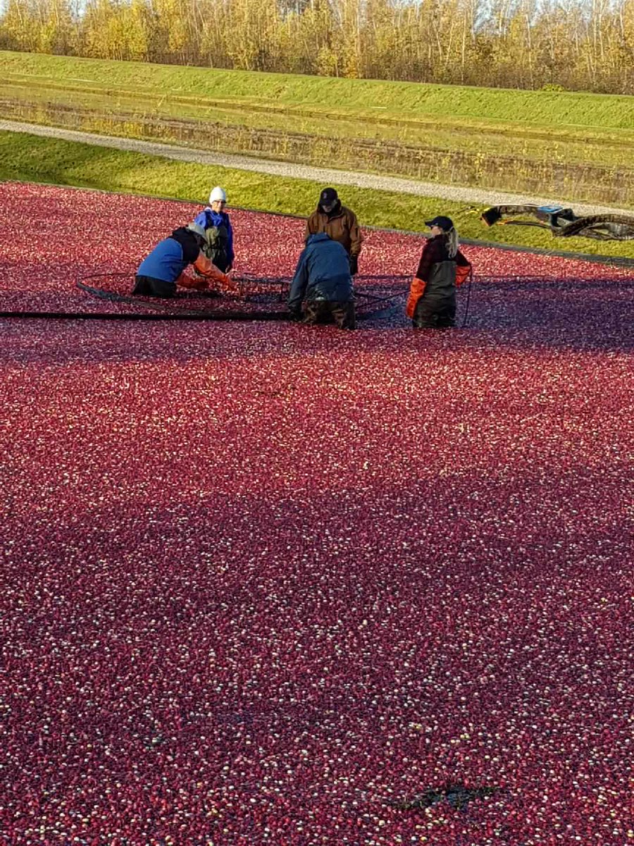 Tasty cranberries. All starts here.