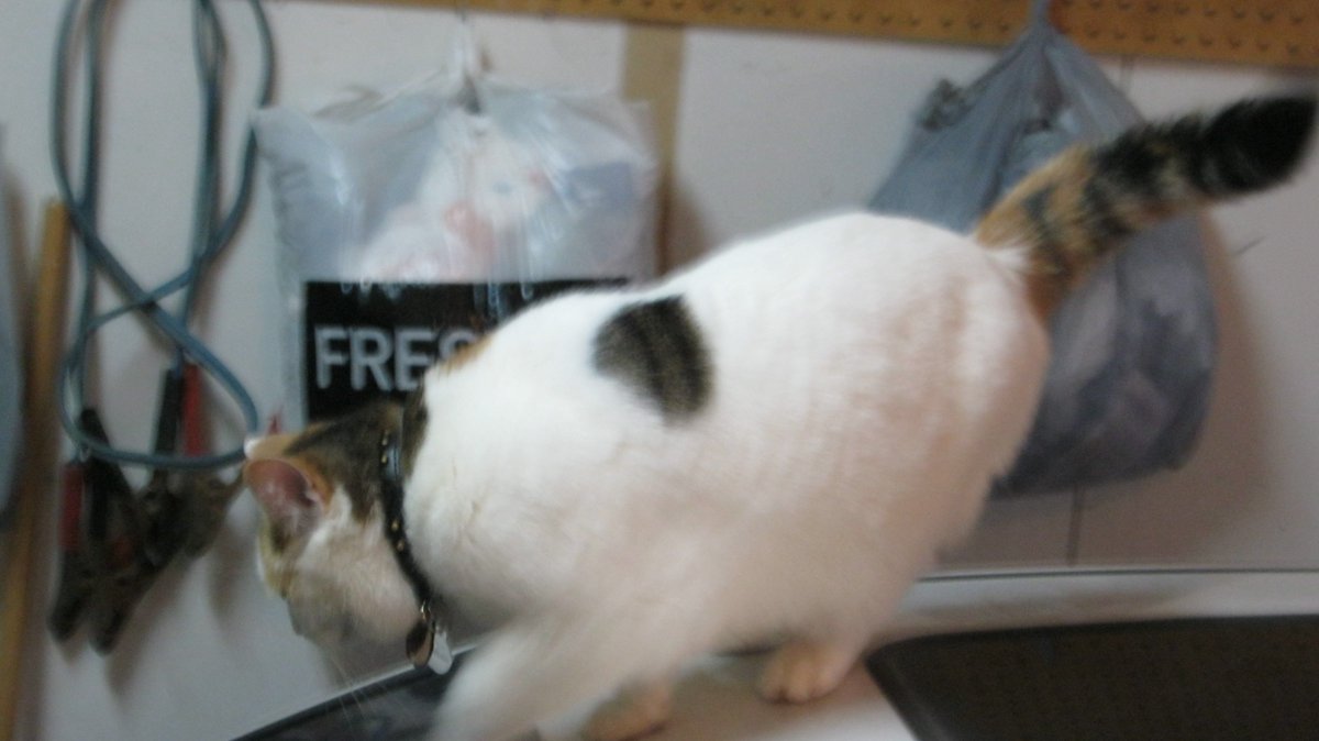 Cats In The House 4664 tweet media