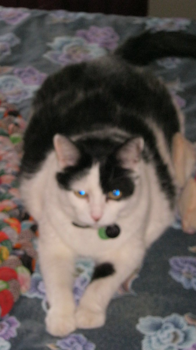 Cats In The House 4664 tweet media