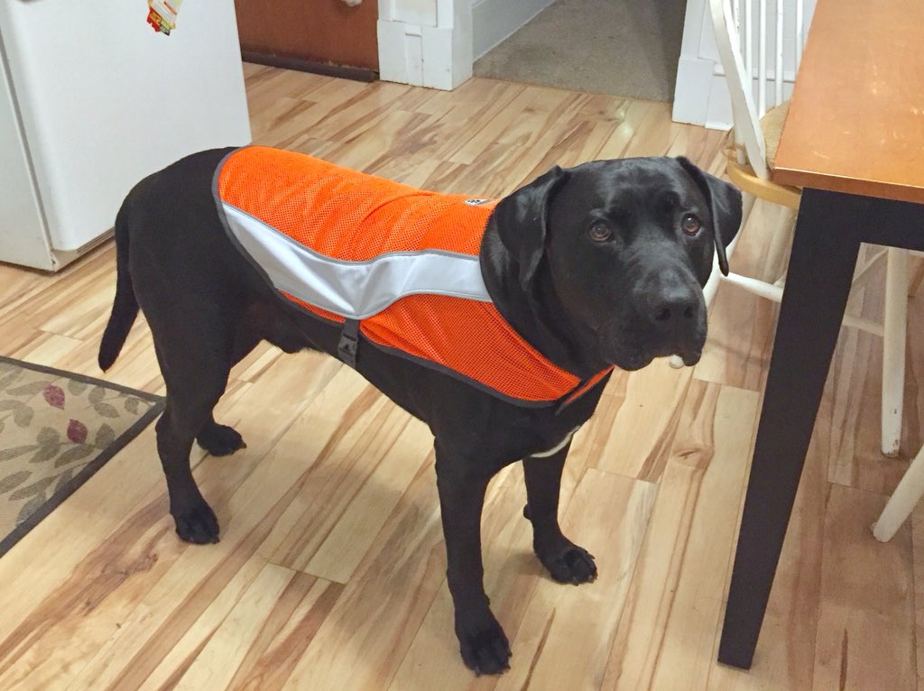 TheLanther's tweet photo. McKenzie &amp; I sporting our slick, new, blaze orange, high visibility vests. #SafetyPaws #OrangeIsTheNewBlack https://t.co/mxNE8xHEVn