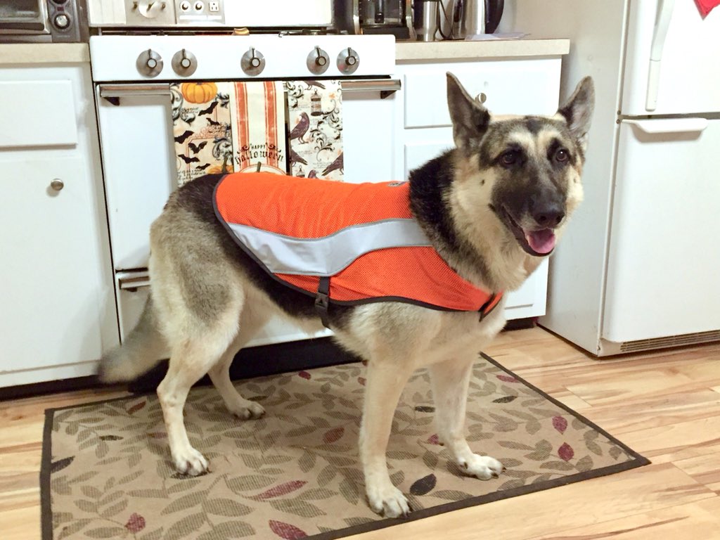 TheLanther's tweet photo. McKenzie &amp; I sporting our slick, new, blaze orange, high visibility vests. #SafetyPaws #OrangeIsTheNewBlack https://t.co/mxNE8xHEVn