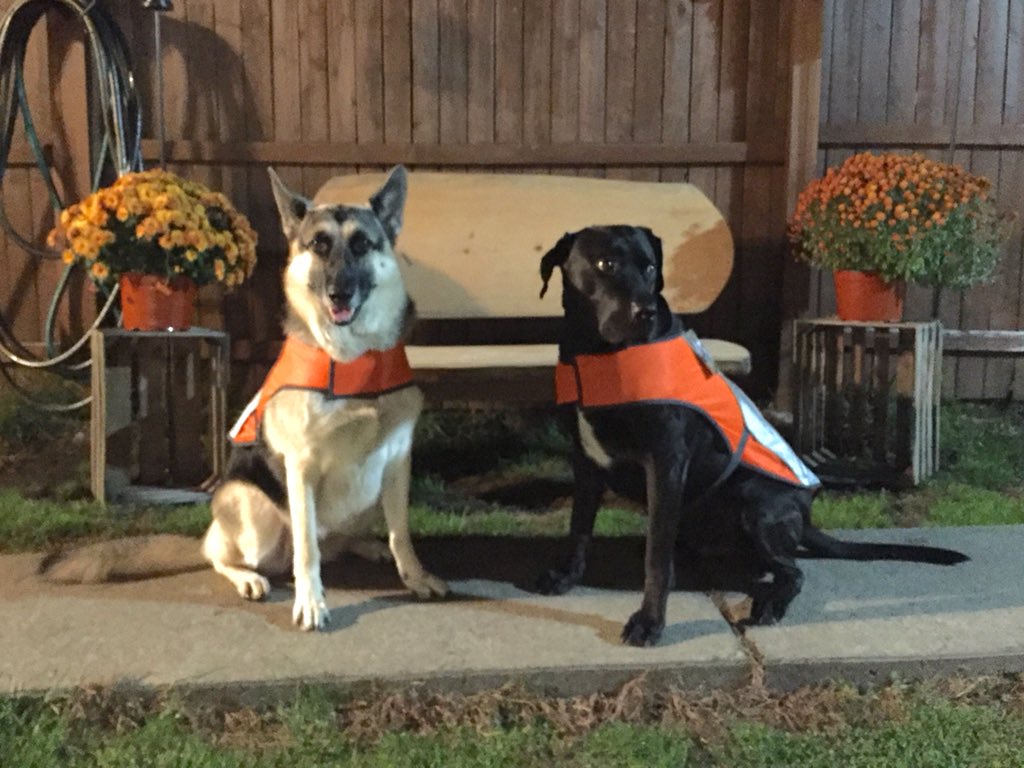 TheLanther's tweet photo. McKenzie &amp; I sporting our slick, new, blaze orange, high visibility vests. #SafetyPaws #OrangeIsTheNewBlack https://t.co/mxNE8xHEVn