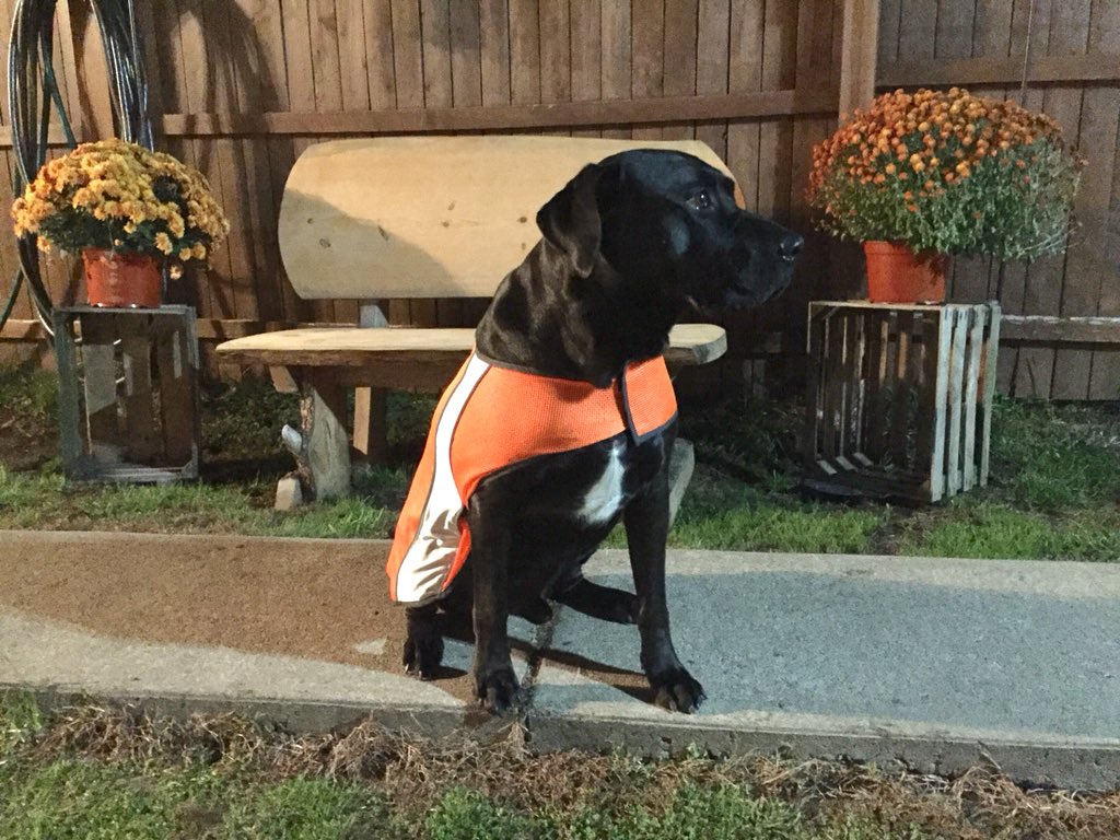 TheLanther's tweet photo. McKenzie &amp; I sporting our slick, new, blaze orange, high visibility vests. #SafetyPaws #OrangeIsTheNewBlack https://t.co/mxNE8xHEVn