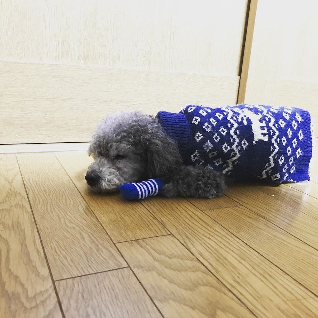 Takeshidoodle's tweet photo. I am sleeping with the new socks tonight!
#dog#poodle #dogsweater #プードル #犬 #ダイソー #セーターとマッチ #台風 #散歩行けない https://t.co/NwFV63YkyM https://t.co/ltCd4XjlUq