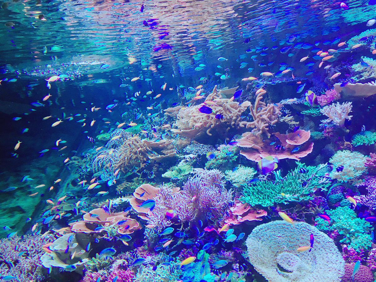 えたくん 水族館でいちばん綺麗に撮れた写真 T Co Ngzczt8dt7 Twitter