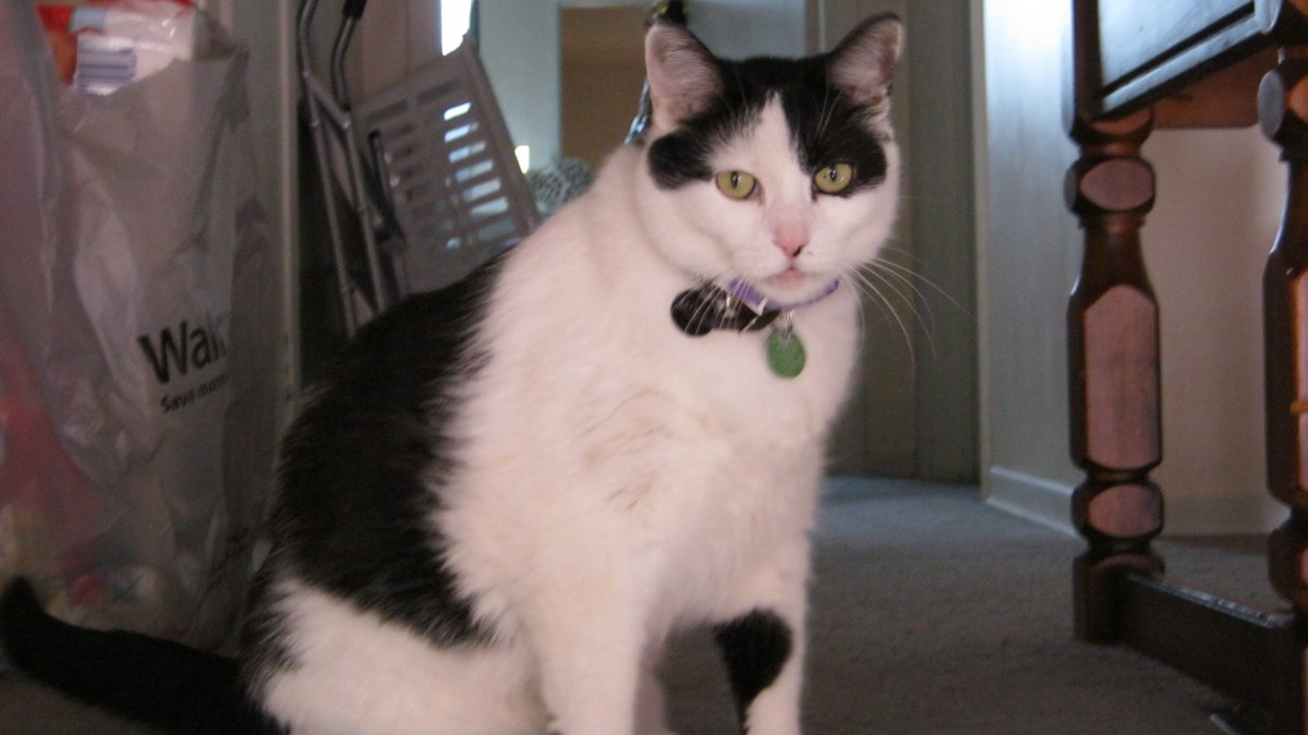 Cats In The House 4664 tweet media
