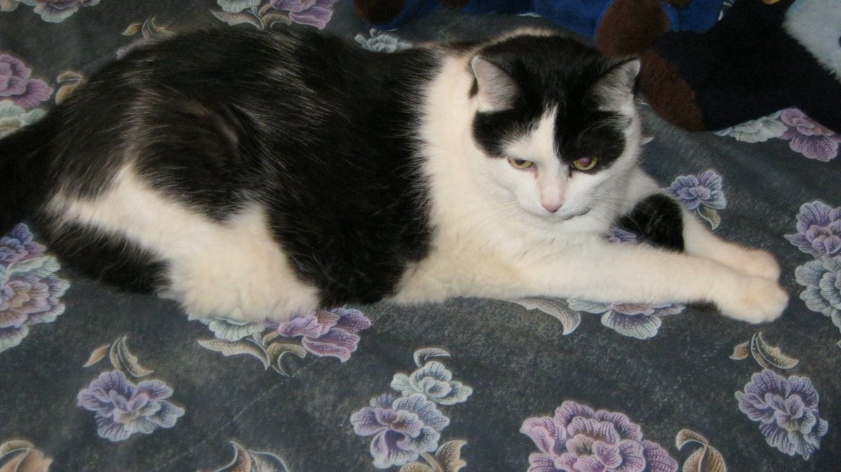 Cats In The House 4664 tweet media