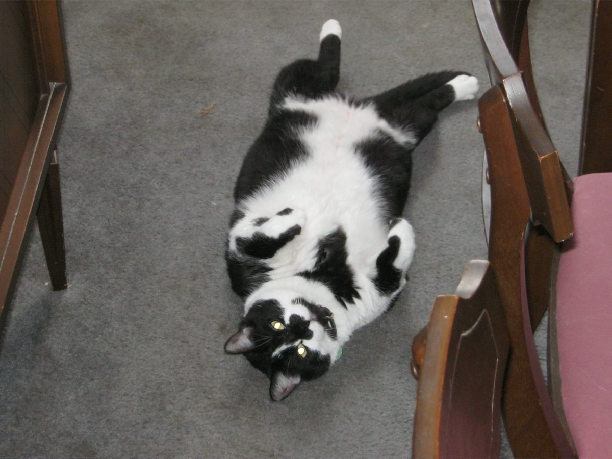 Cats In The House 4664 tweet media