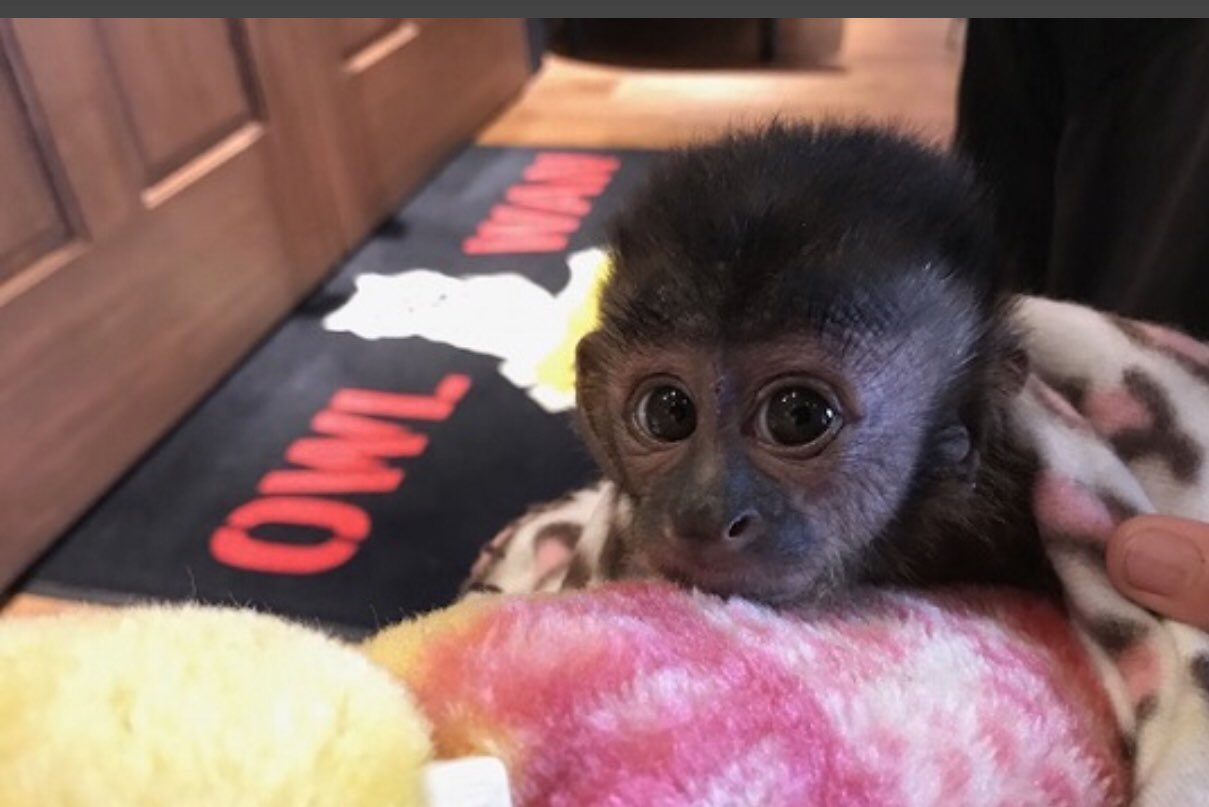 エキゾチックアニマル販売 Owl Wan アウルワン En Twitter 特に巣立ってからフサオマキザルのお問合せを頂きます ただ感情豊かで在庫としては入荷出来なくなりました 現在1 2頭が居るとのブリーダーさんから情報があります 真剣に考えてる方 エキゾチックアニマル販売 Owl Wan アウルワン En Twitter 特に巣立ってからフサオマキザルのお問合せを頂きます ただ感情豊かで在庫としては入荷出来なくなりました 現在1 2頭が居るとのブリーダーさんから情報があります 真剣に考えてる方