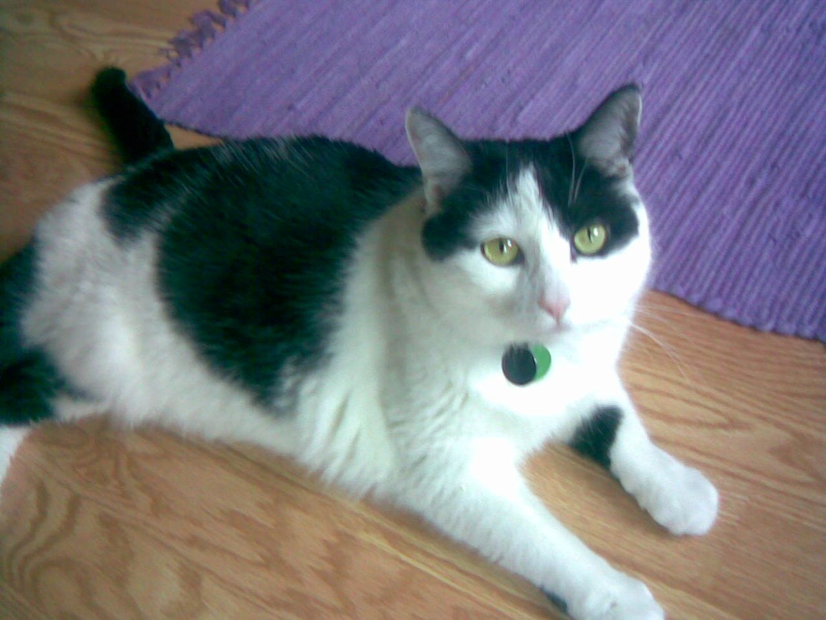 Cats In The House 4664 tweet media
