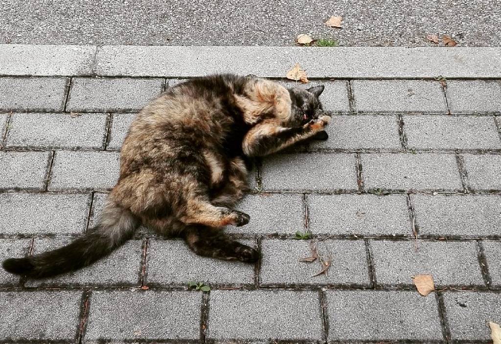 TheGetaways_'s tweet photo. Pietre ti #cat #catsofinstagram #purr #instagram #instalike #colours #sweet #sunday #lazy https://t.co/khNj308qo1 https://t.co/m9tQoLUdzm