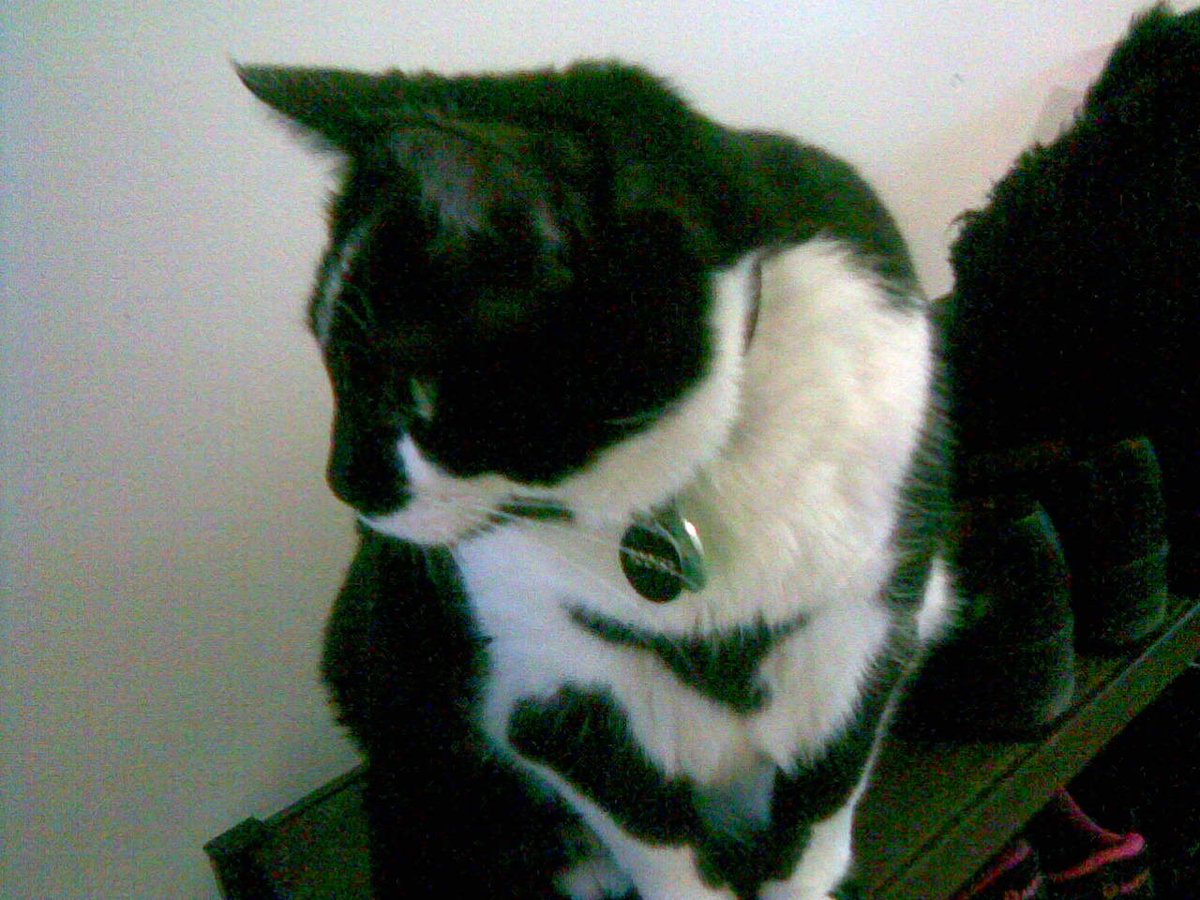 Cats In The House 4664 tweet media