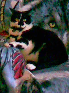 Cats In The House 4664 tweet media