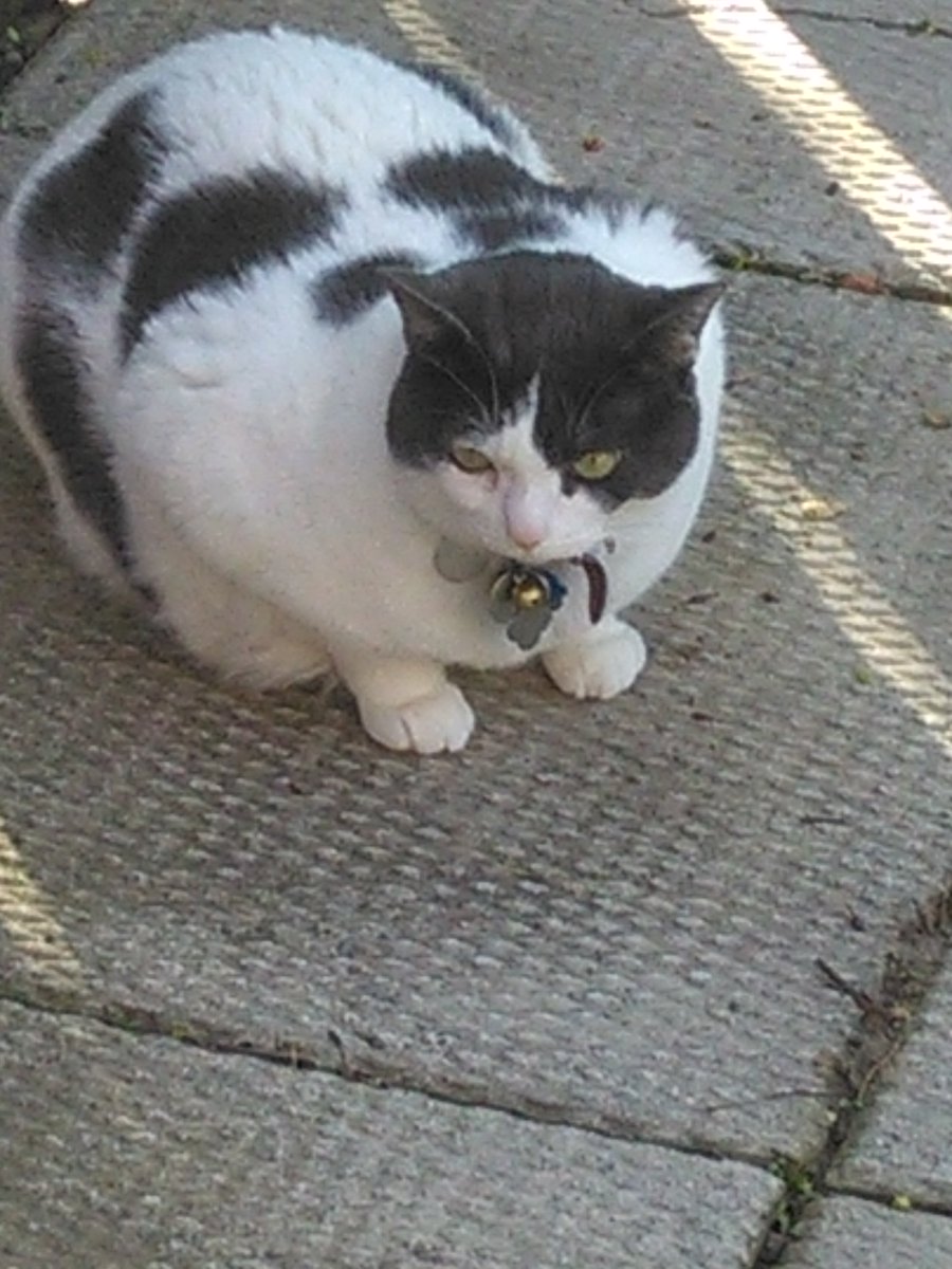 Cats In The House 4664 tweet media
