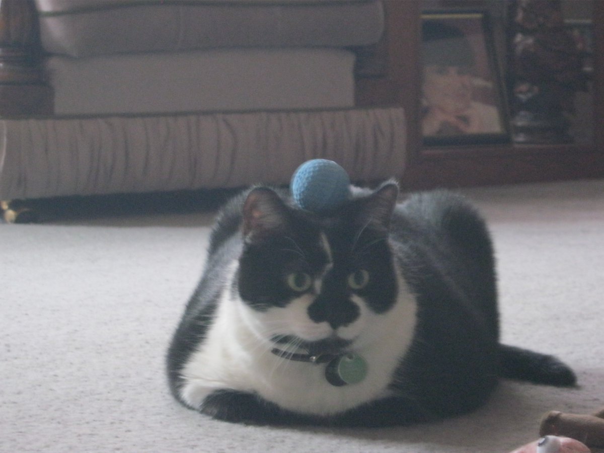 Cats In The House 4664 tweet media