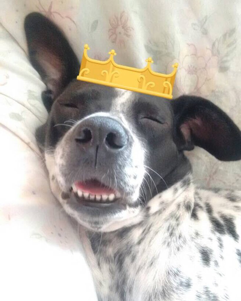 gacusb's tweet photo. Quién más amanece así? 😂😂 #humorperruno #quévidatandura #DarcyUSB https://t.co/1WDNMJrMzk https://t.co/54r6RqRgbw