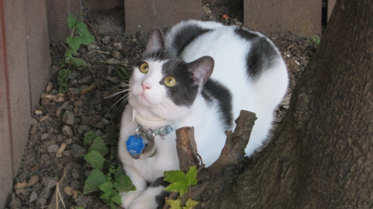 Cats In The House 4664 tweet media