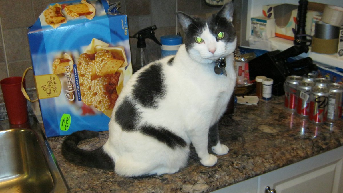 Cats In The House 4664 tweet media