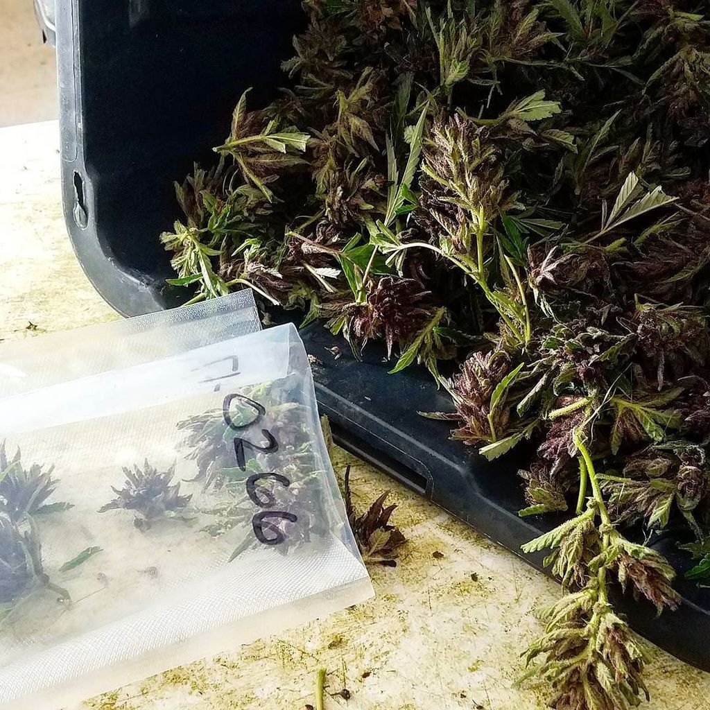 naturesgoldus's tweet photo. Harvest Log: On Friday we finished up our first round of cuts for over 1400 plants. 🌱 Yesterday we began the secon… https://t.co/Q6mL1dqNgz https://t.co/Hjt0IssBRD