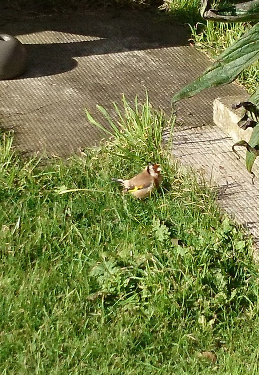 Faylar1978's tweet photo. @BBCSpringwatch Gold Finch resting in parents garden #IsleofMan, it's been battered by #Brian. 7 year old Bee keeping cats and gulls away https://t.co/r4liKhd1Uf