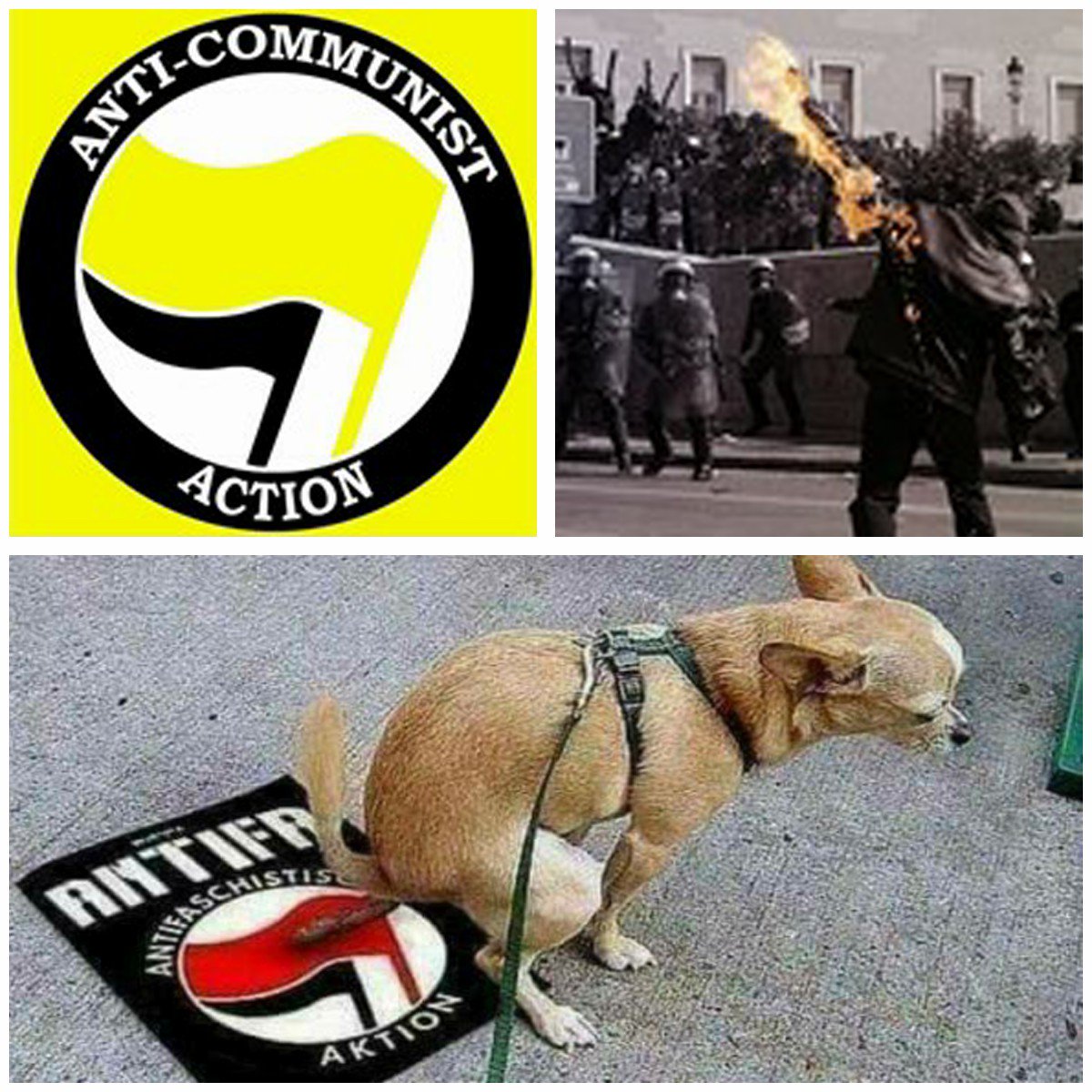 opkillingbay1's tweet photo. #ANTIFA　はテロリストだ！　彼らは暴力集団だ！路上の車に放火し、店舗を破壊するテロ集団！　#日本共産党　#社民党　#立憲民主党　#しばき隊　#有田芳生　#レイシスト有田　#菅野完　#性犯罪　#放火　#略奪　#暴行 https://t.co/NH2UWk5hQl　#THECOVE #OPKILLINGBAY #SEASHEPHERD